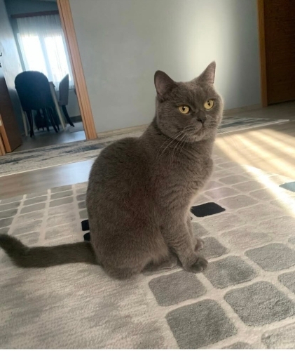 Mia’ mıza yuva arıyoruz fotoğraf