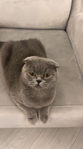 scottish fold dişi kedi fotoğraf