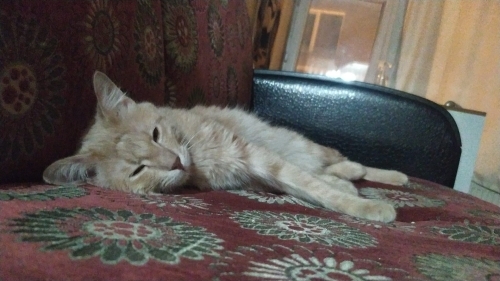 Leo yuva arıyor fotoğraf