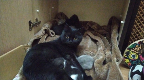 zeytin yuva arıyor fotoğraf