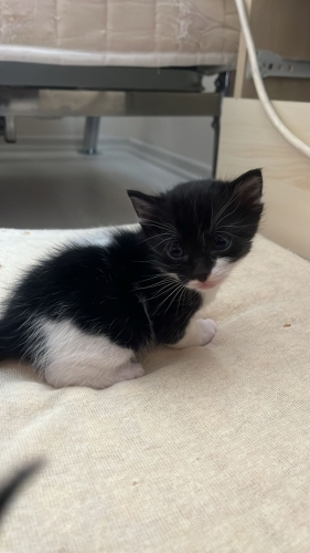 Mini mini bir smokin kız fotoğraf