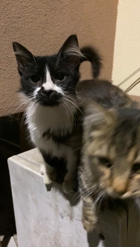 FIP tedavisi bittikten sonra tekrar sokağa dönmemesi için kalıcı yuva arıyoruz fotoğraf