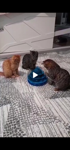 Adil,Altın,Asil fotoğraf