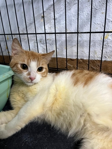 Uslu kızımız kayısı yuvasını arıyor fotoğraf