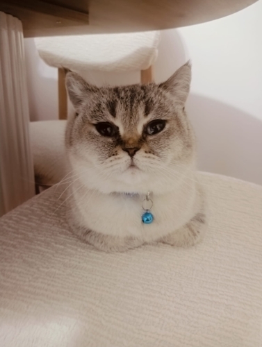 British Shorthair Yuva Arıyor fotoğraf