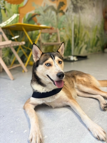 Terk edilen Kardelen ömürlük yuvasını arıyor fotoğraf