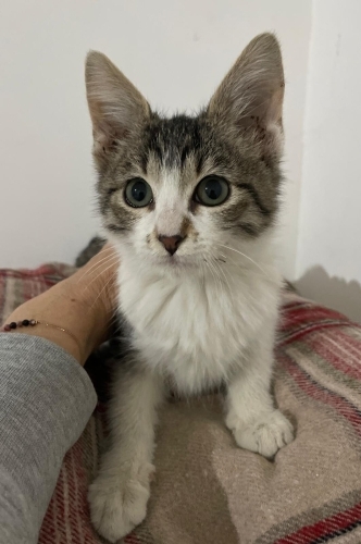 Sokak Bilmeyen Güzel Sakız'ımıza Ömürlük Yuva Aranıyor fotoğraf