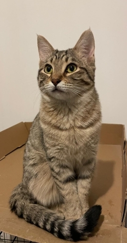 İnsan Canlısı Aliş'imize Ömürlük Yuva Aranıyor fotoğraf