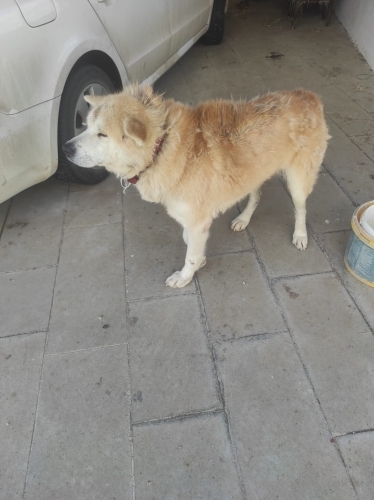 Terkedilen asıl oğlumuza yuva arıyoruz fotoğraf