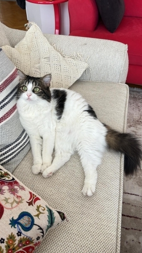 KISIR SOKAK GÖRMEMİŞ KEDİME YUVA ARIYORUM fotoğraf