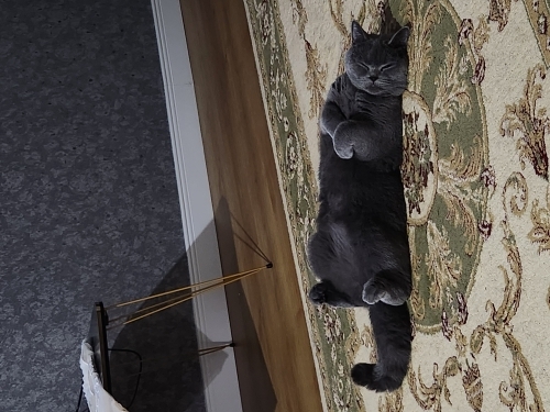 Çok tatlı ve cana yakındır biritish shorthair kısırlaştırılmamıştır. fotoğraf