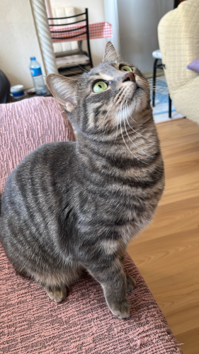 Prensese yuva arıyoruz (kısırlaştırıldı) fotoğraf