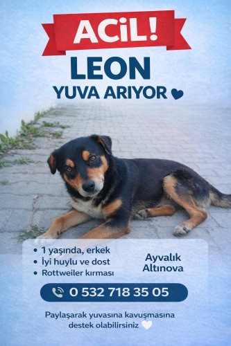ROTTWEILER KIRMASI ERKEK KÖPEK İÇİN YUVA fotoğraf