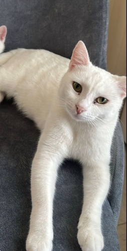 Güzel kızımıza yuva 🧡 fotoğraf