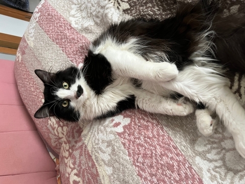 Ömürlük dostluğa imza atmaya hazır mısınız fotoğraf