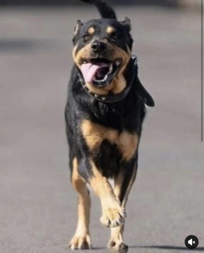 Kral yuva arıyor fotoğraf