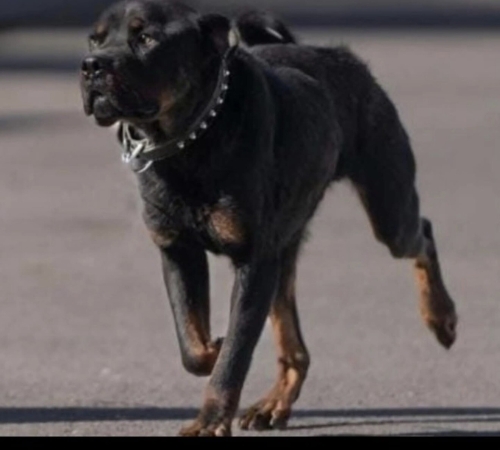 Gece yuva arıyor fotoğraf