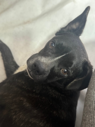 Zeki enerjik , insan sever fotoğraf