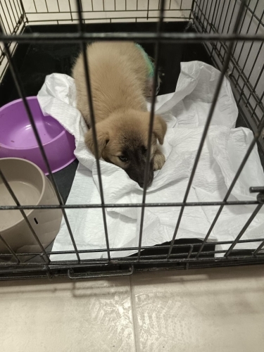 MİNİCİK 3 BACAKLI ÖZEL BIR BEBEK ‼️ fotoğraf