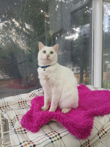 Pamuk Prens Yuva Arıyor(kısır) fotoğraf