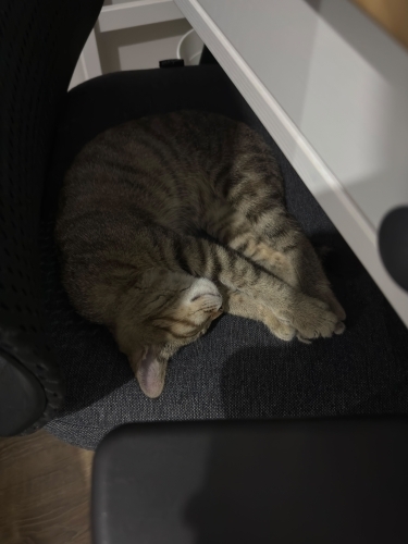 Boğaz köprüsünün çok yakınından kurtardım! Acil Yuva Aranıyor. fotoğraf