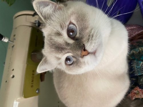 Luna yeni yuvasını arıyor fotoğraf