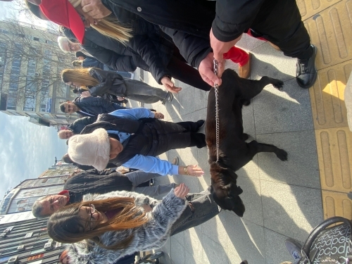 Şeker hastası Sokak köpeği fotoğraf