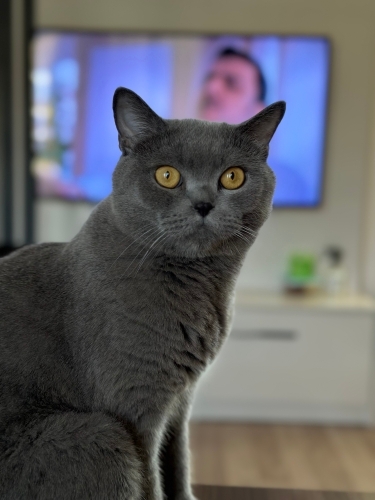 Oyuncu kısır erkek. fotoğraf