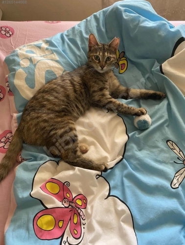 Evden Atıldı, Sevgi Dolu Yuvasını Arıyor fotoğraf