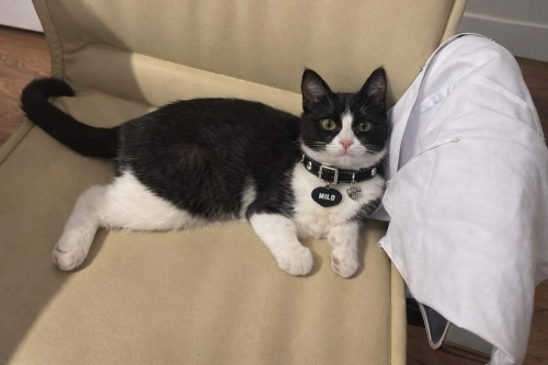 DAHA YAKIŞIKLISI YOK‼️VETERİNERDEN ‼️ fotoğraf