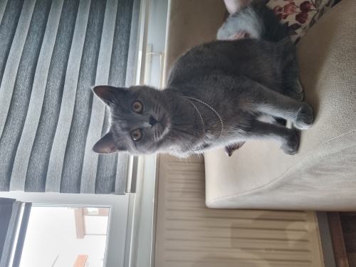 Aşıları ve tüm malzemeleri tam Scotish fotoğraf