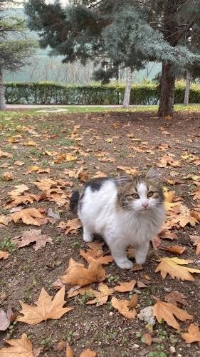 Yumak fip hastası acil yuva fotoğraf