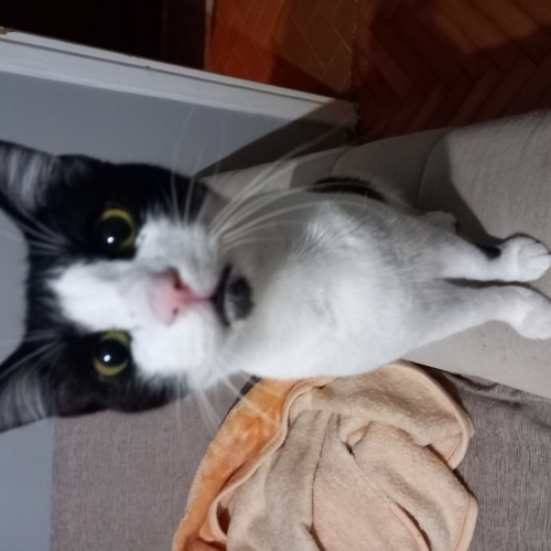 KARDESLERI ILE SOKAKTA BOXS ICINDE BULDUM.Her birine ayrı ayrı yuva ariyorum fotoğraf