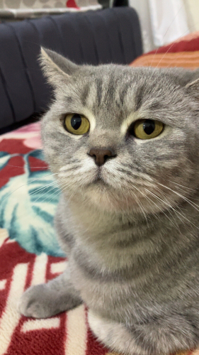 Uysal sakin eşyalara zarar vermez fotoğraf