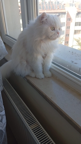 Pamuğa ömürlük yuvasını arıyoruz fotoğraf