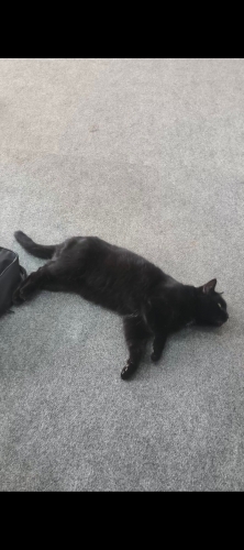 İŞYERİNDE İLGİLENDİĞİM KEDİMİ DEVAM ETMEYECEĞİM İÇİN SAHİPLENDİRMEM GEREKİYOR fotoğraf