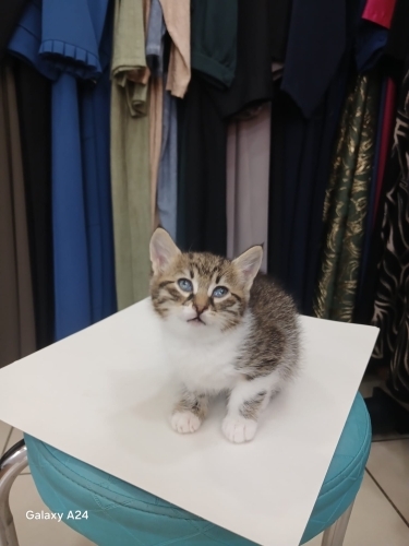 Korumasız ortamda .Acil yuva fotoğraf