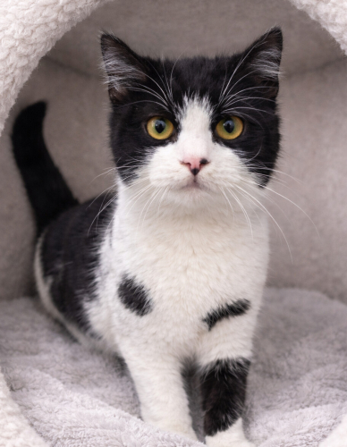 POLİ YUVA ARIYOR fotoğraf