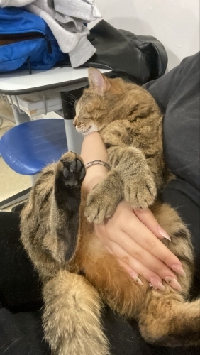 Sevimli koca kizimiz yuva ariyor fotoğraf