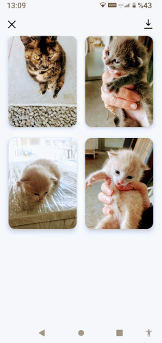 Sevimli kırma yavrular fotoğraf