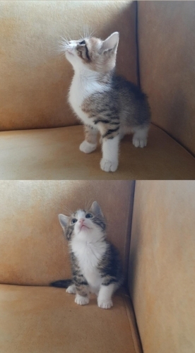 2 aylık tekir kedi çık cana yakın fotoğraf