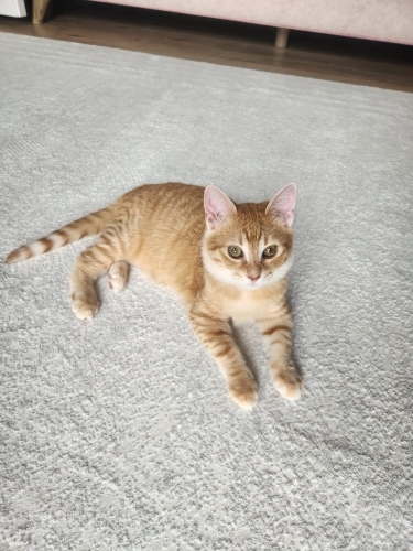 ucretsiz sahiplendirilecektir fotoğraf