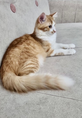 ucretsiz sahiplendirilecektir fotoğraf