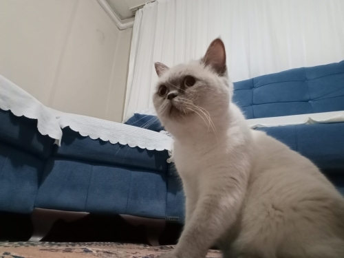 BRİTİSH SHORTHAİR kedi fotoğraf