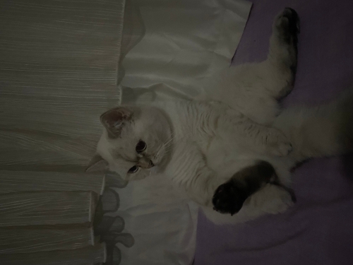 Sütlaca yuva olmak istermisiniz? fotoğraf