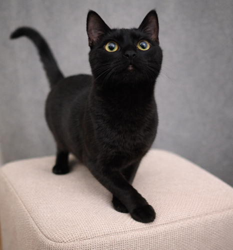 LUNA YUVA ARIYOR fotoğraf