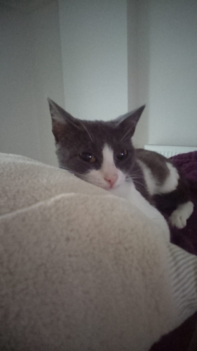 Tedavisi bitti yeni yuvasını arıyor fotoğraf