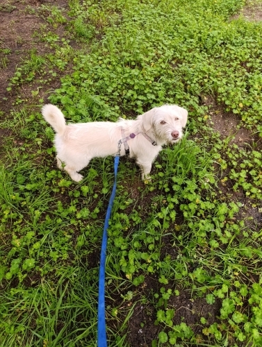 Ceku 8 aylık ACİL yuva arıyor fotoğraf