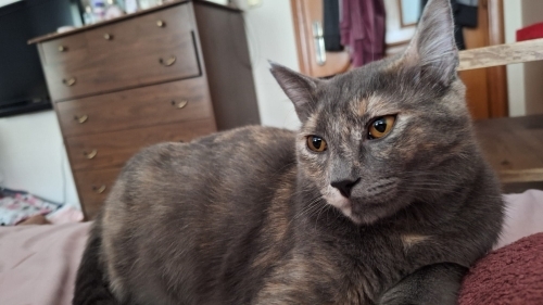 Alaca kalıcı yuva arıyor! fotoğraf