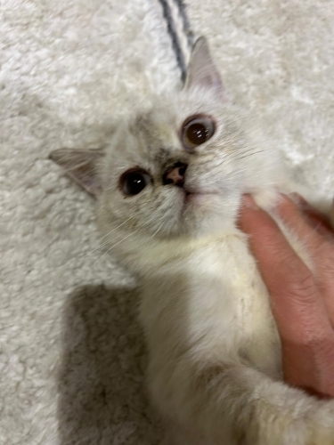 Dişi 6 aylık kısırlaştırma şartı ile fotoğraf